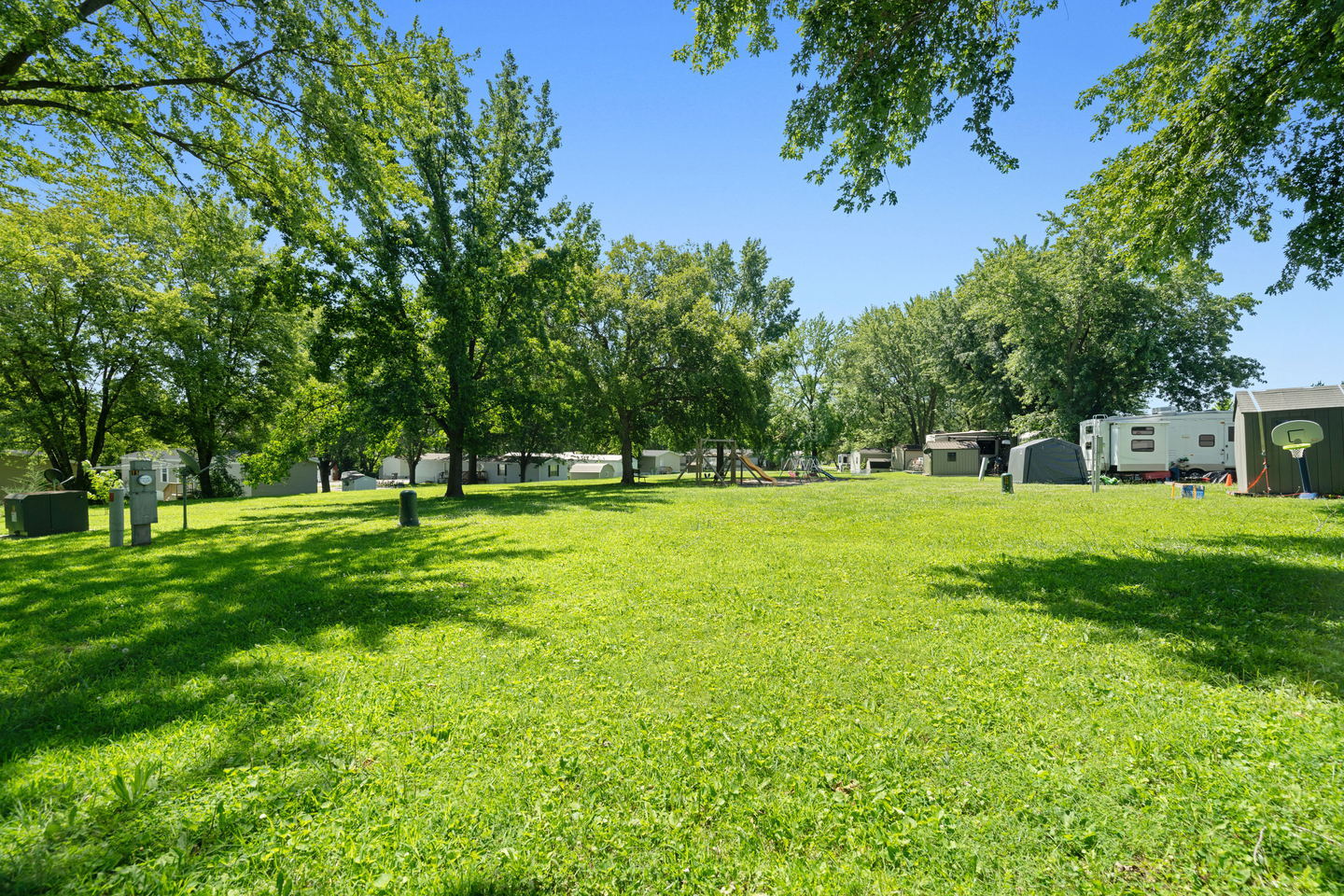 Black Oaks