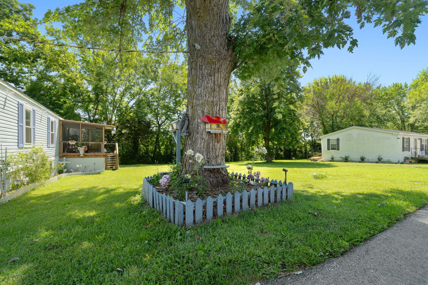 Black Oaks